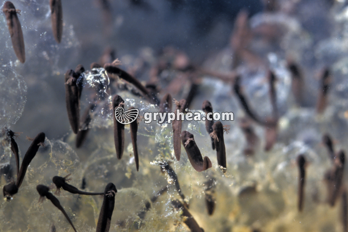 Grenouille rousse - Eclosion des tétards  (Rana temporaria) - gryphea.com